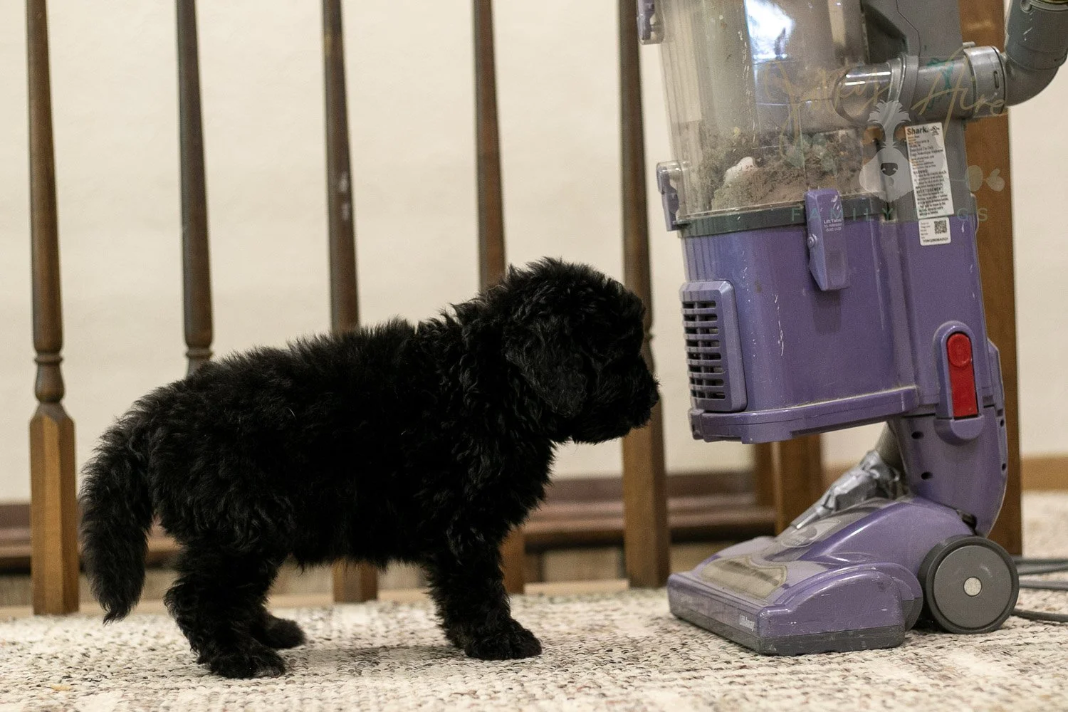 Claude Bernedoodle Puppy-258.jpg
