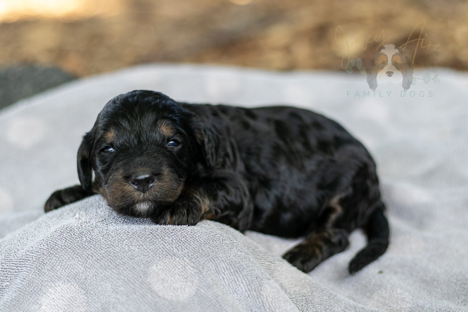Denali Bernedoodle Puppy-111.jpg