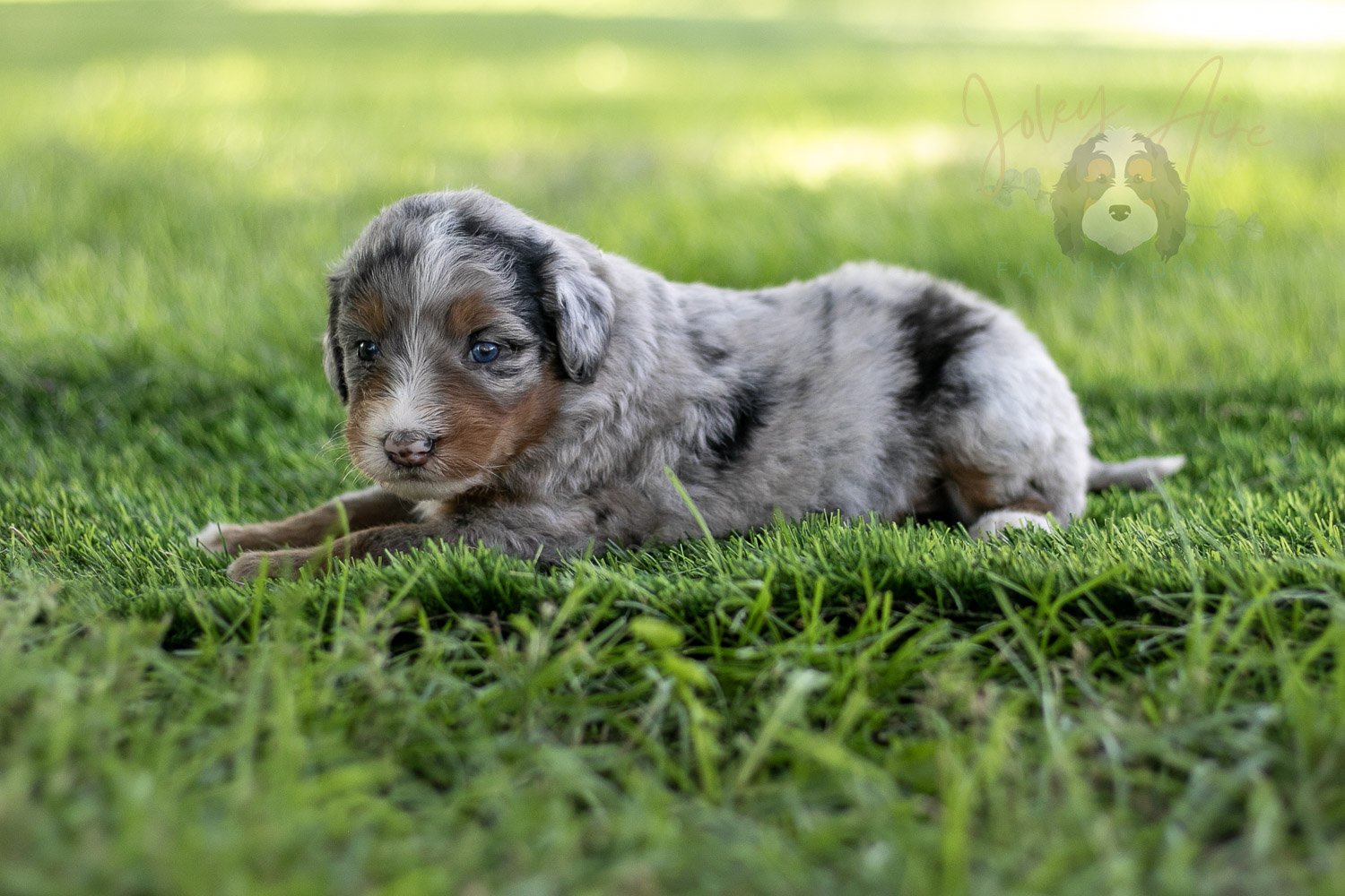 Rachel Lynde Bernedoodle Puppy-542.jpg