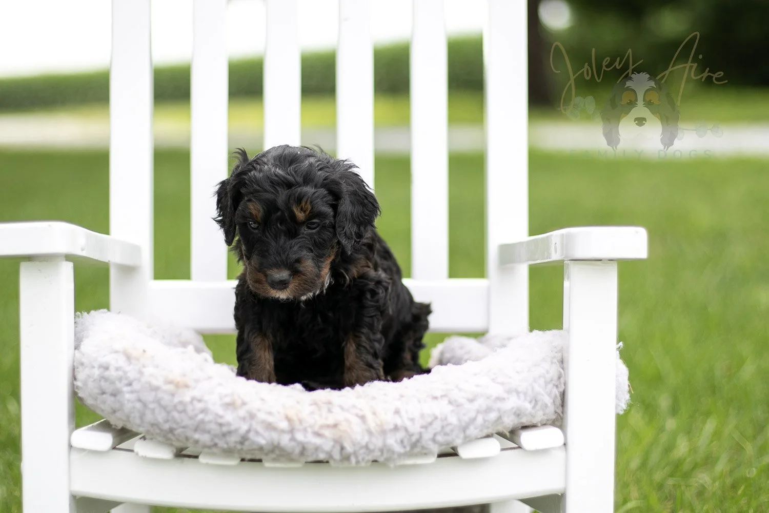 Acadia Bernedoodle Puppy-831.jpg
