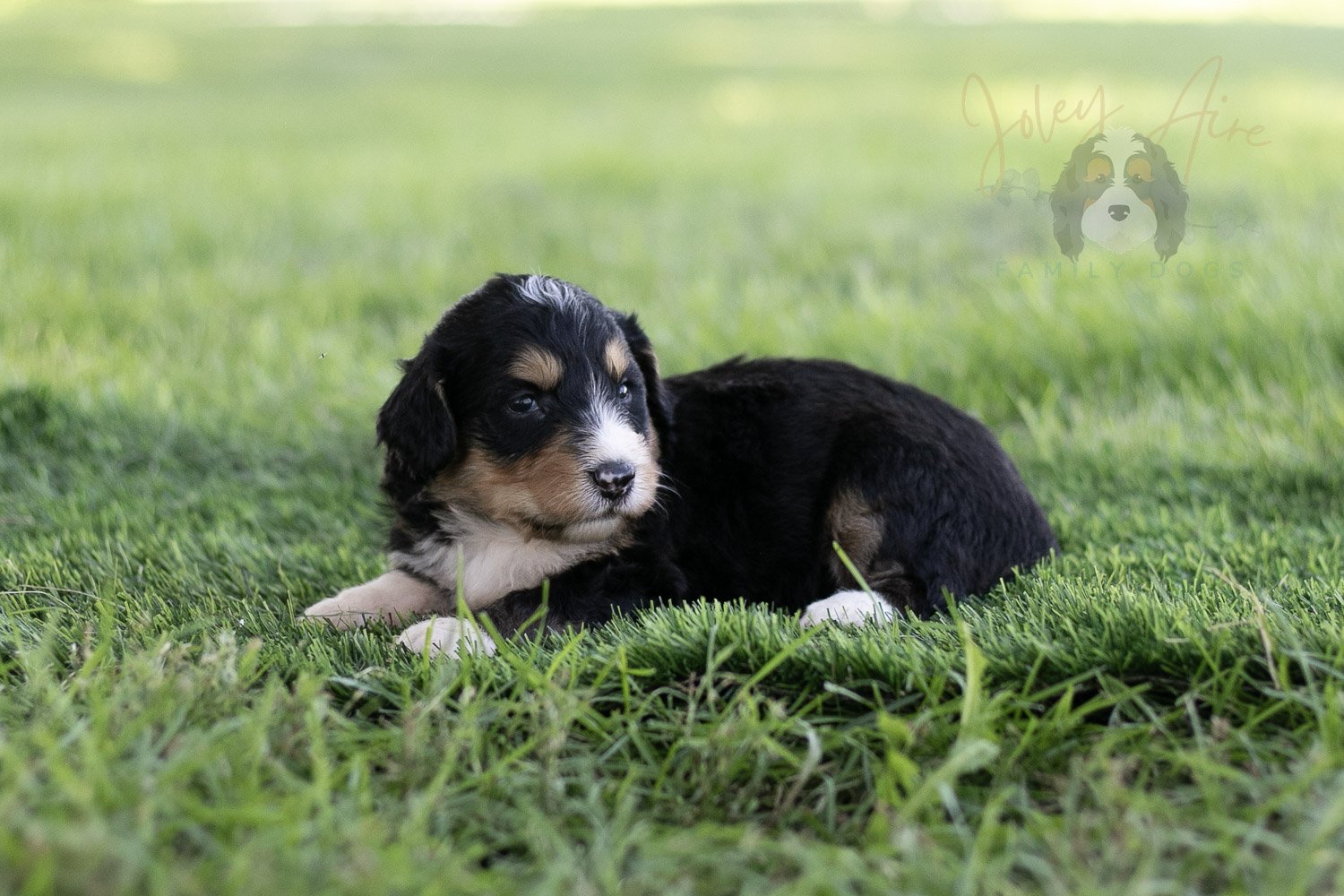Walter Shirley Bernedoodle Puppy-455.jpg