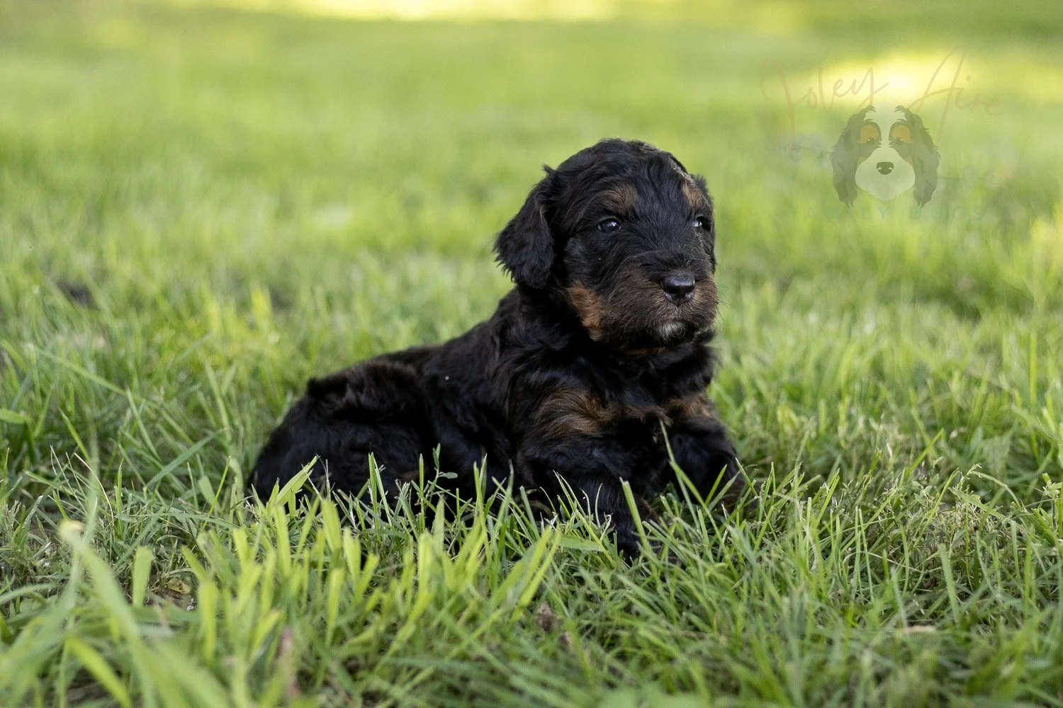 Acadia Bernedoodle Puppy-424.jpg