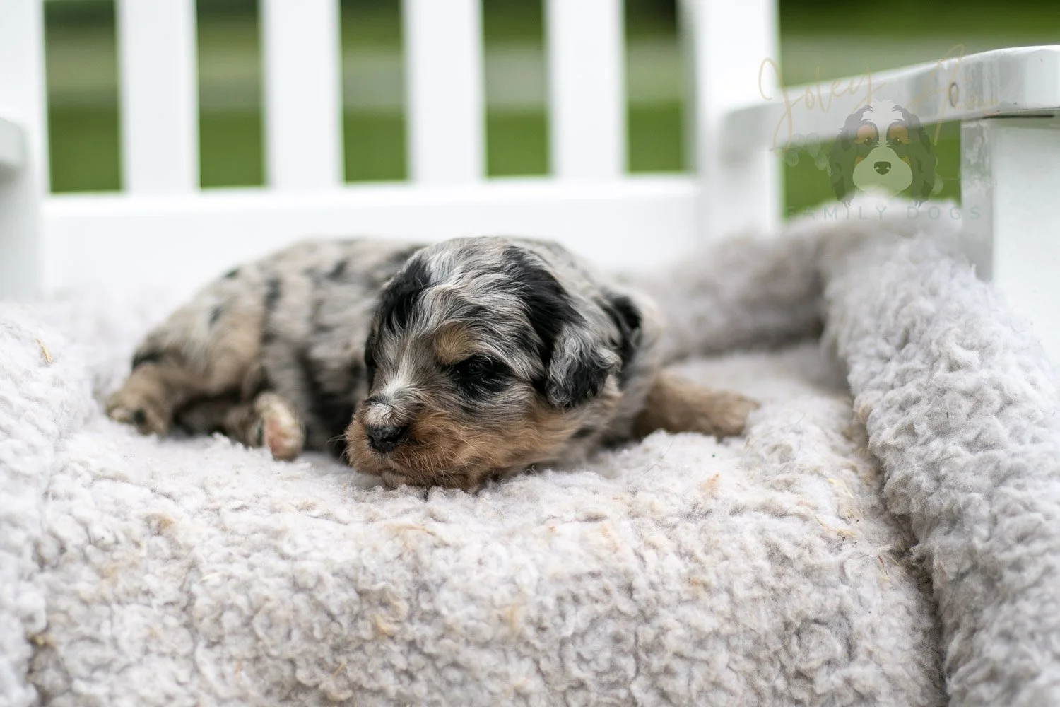 Frida Kahlo Bernedoodle Puppy-728.jpg