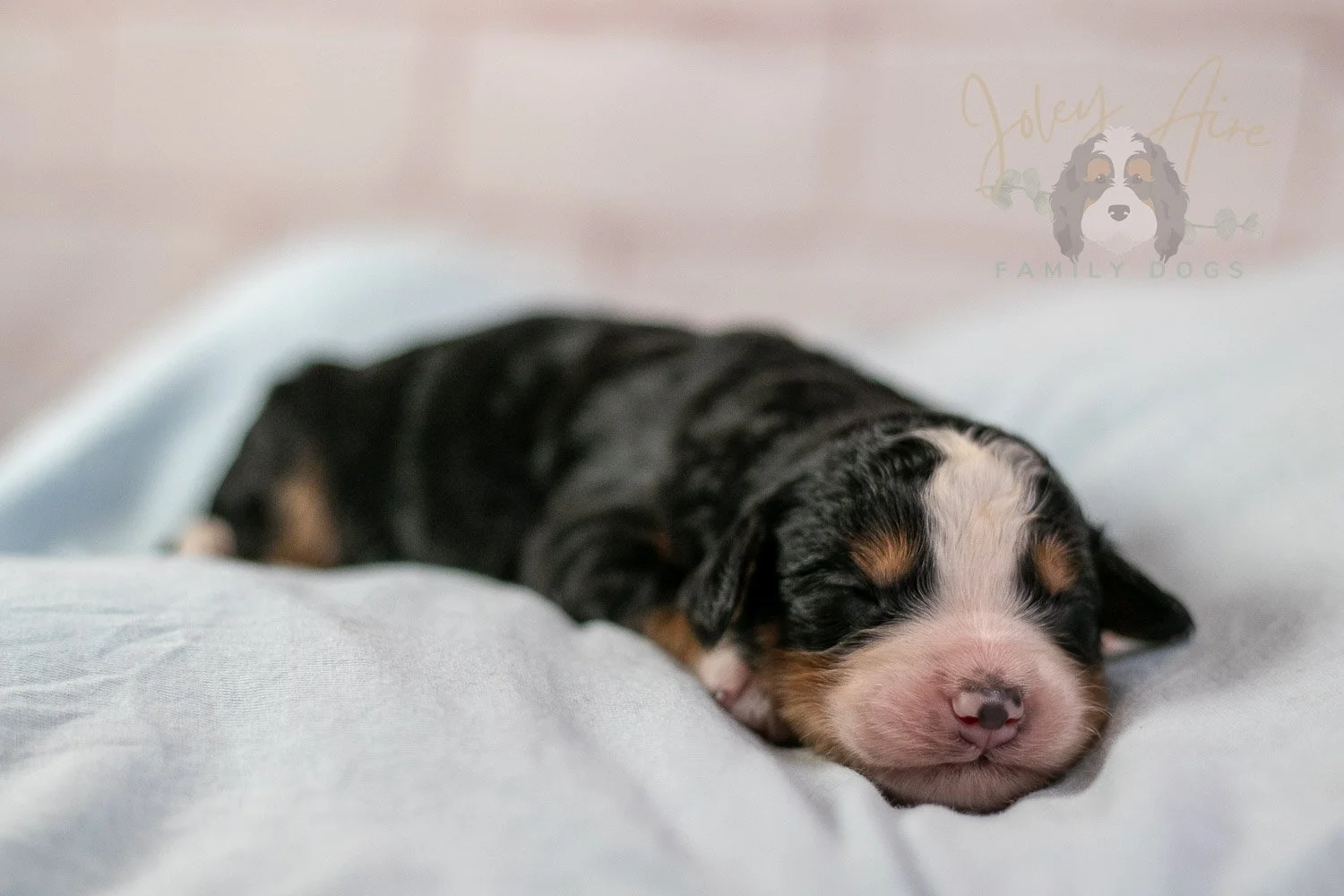 Anne Shirley Bernedoodle Puppy-20.jpg