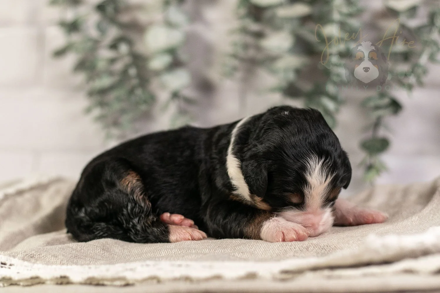 Harmonica Bernedoodle Puppy-7.jpg