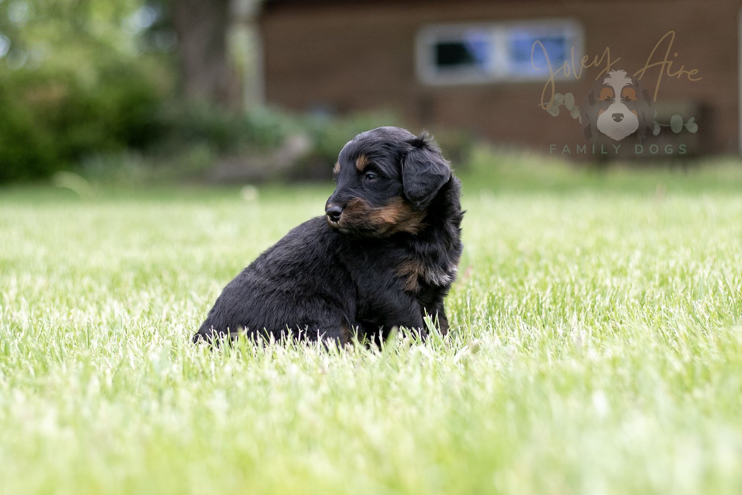 Piano Bernedoodle Puppy-35.jpg