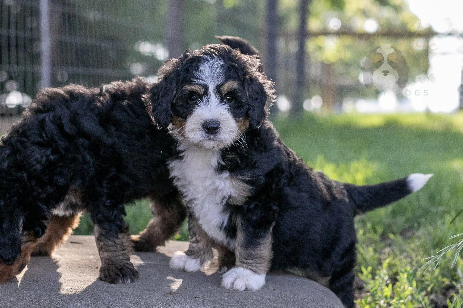 Trumpet Bernedoodle Puppy-24.jpg