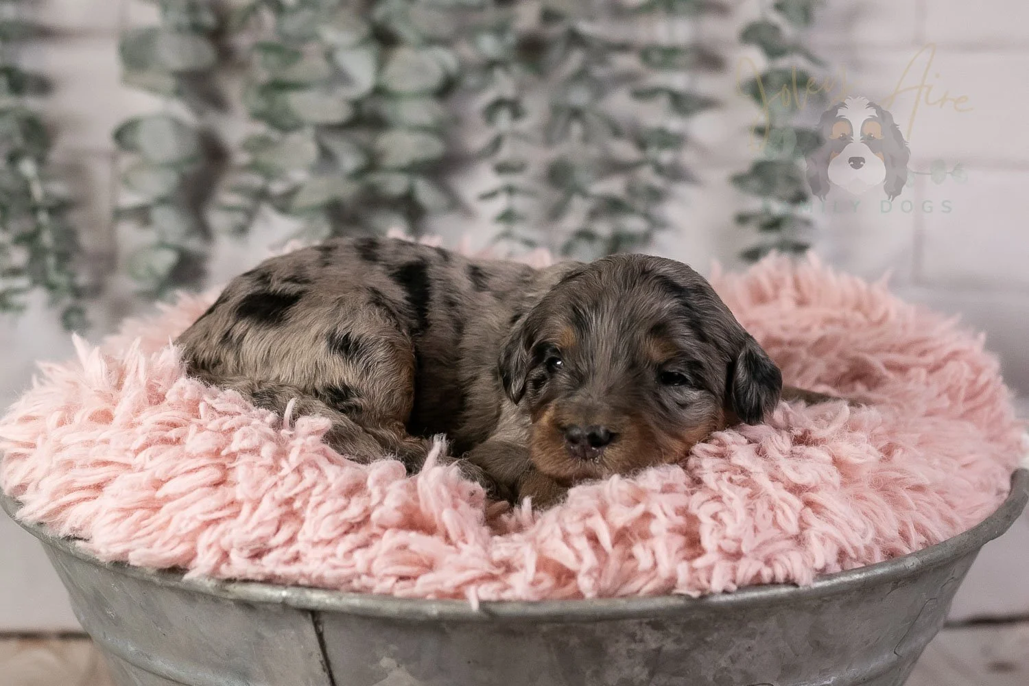Ukelele Bernedoodle Puppy-10.jpg