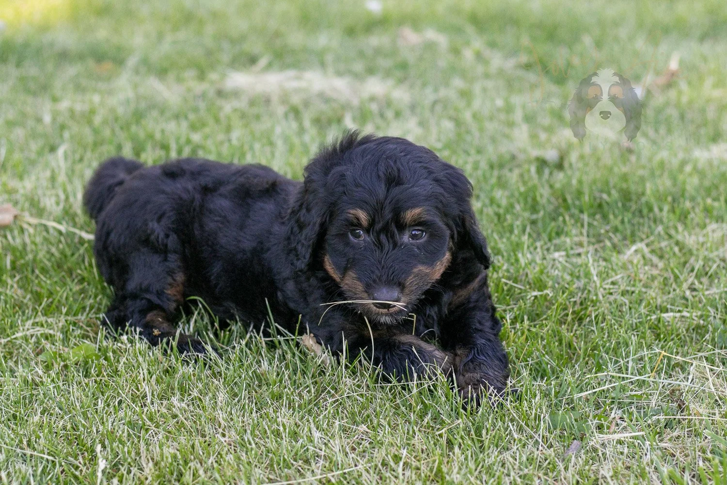 Piano Bernedoodle Puppy-22.jpg
