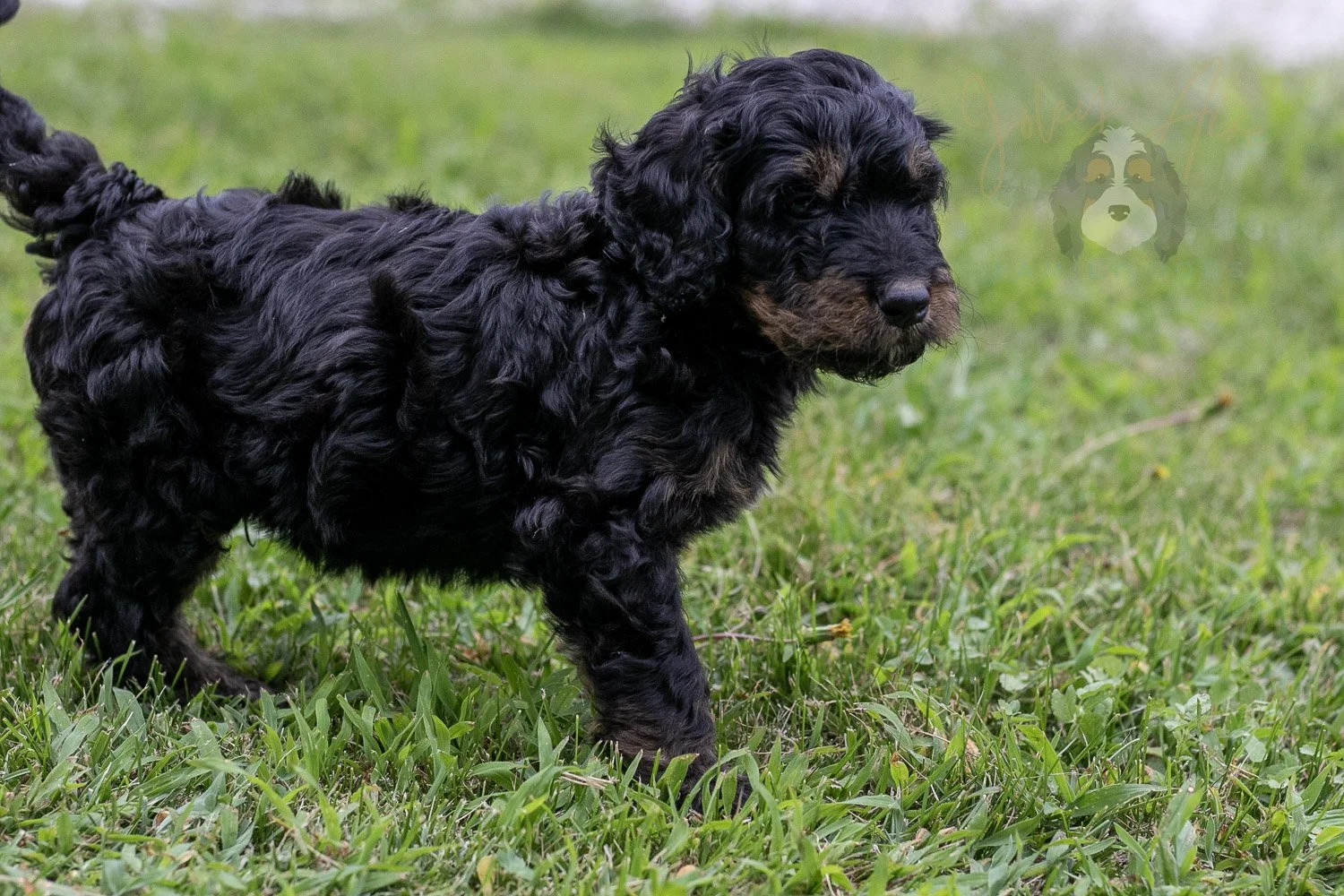 Bryce Bernedoodle Puppy-78.jpg