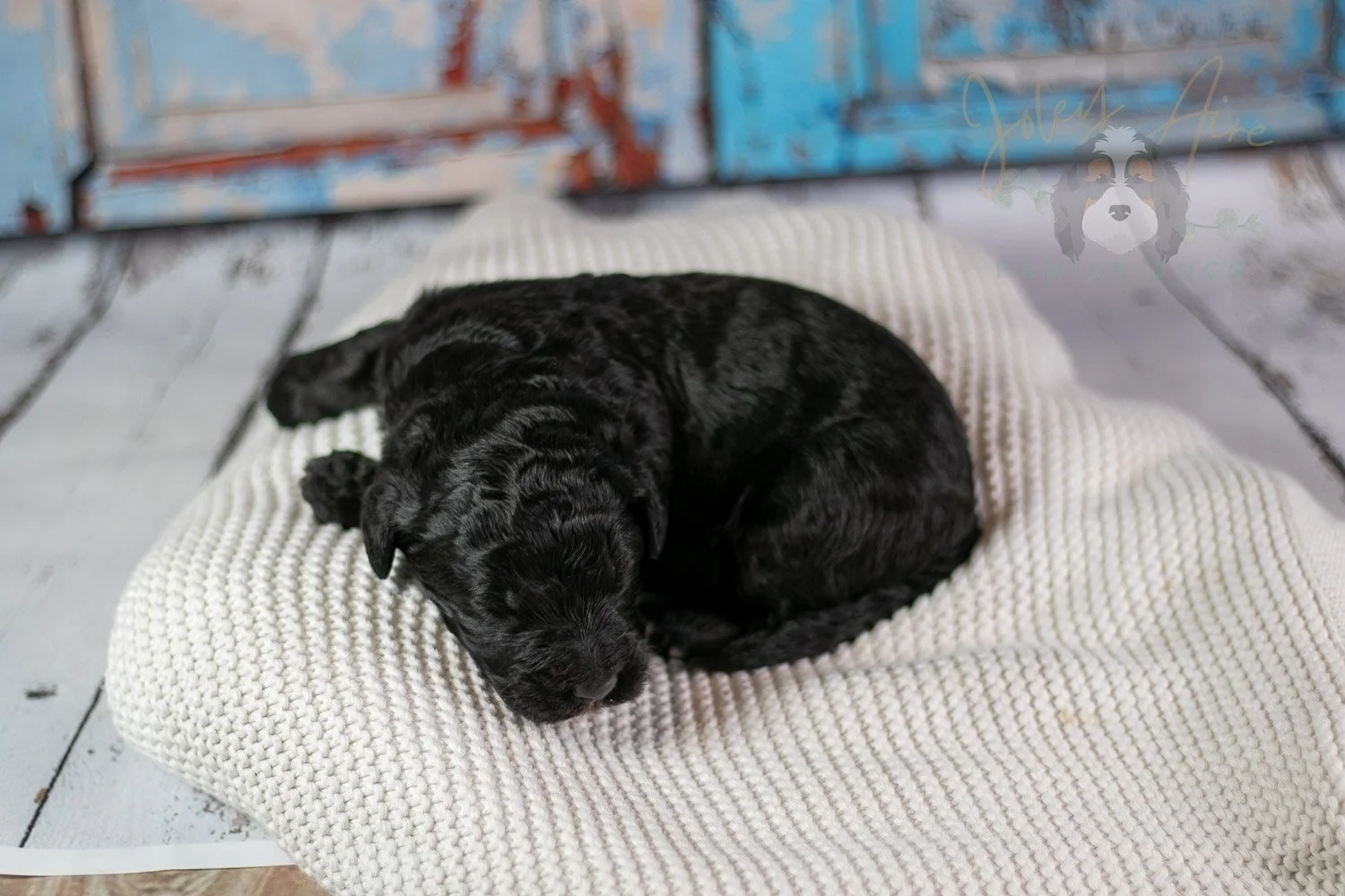 Claude Monet Bernedoodle Puppy-163.jpg