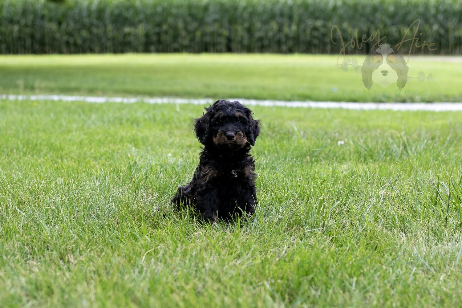 Bryce Bernedoodle Puppy-65.jpg