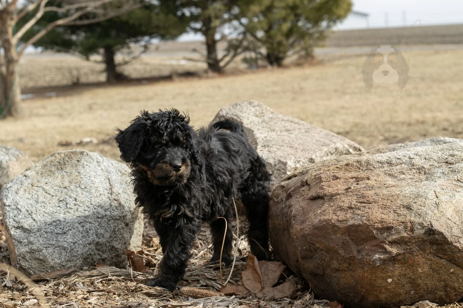 Aurora Bernedoodle Puppy-01.jpg