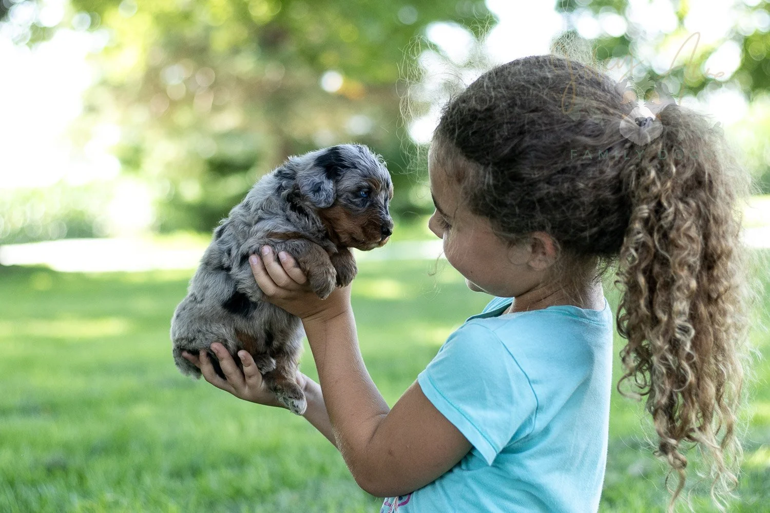 Marilla Cuthbert Bernedoodle Puppy-477.jpg