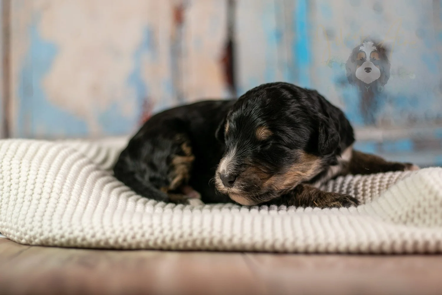 Da Vinci Bernedoodle Puppy-171.jpg