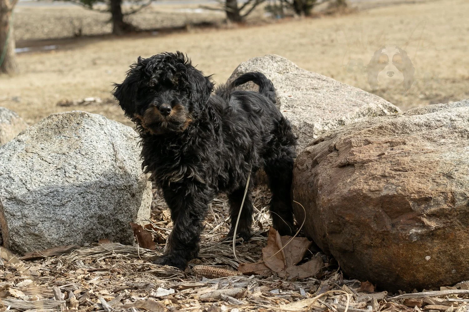 Aurora Bernedoodle Puppy-02.jpg