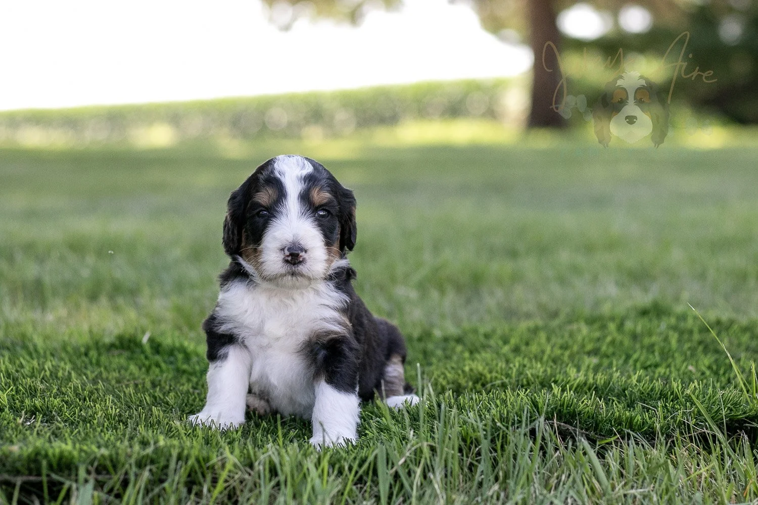 Zion Bernedoodle Puppy-322.jpg