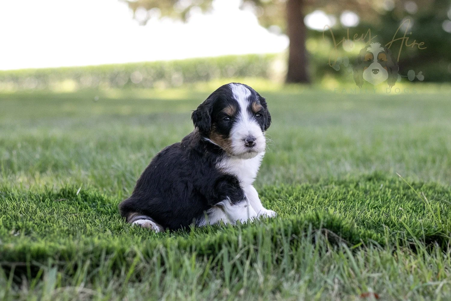 Zion Bernedoodle Puppy-328.jpg
