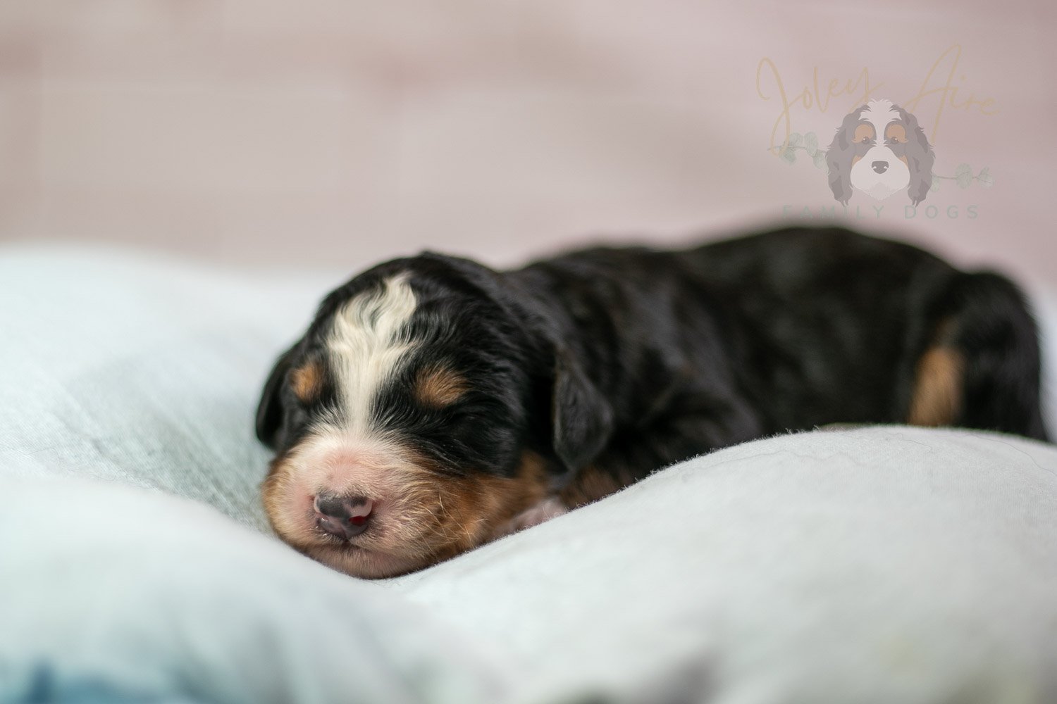 Diana Bernedoodle Puppy-54.jpg