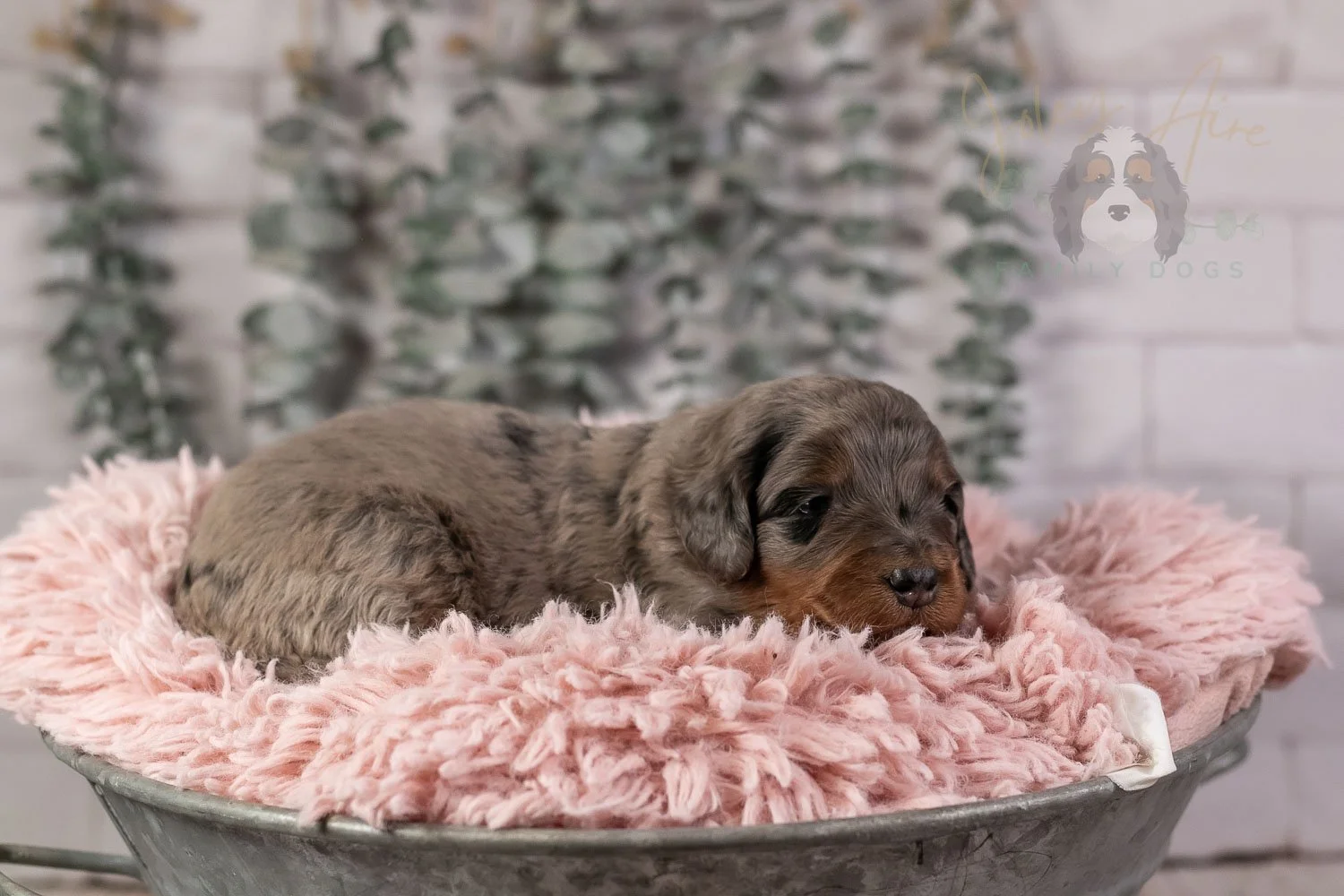 Flute Bernedoodle Puppy-25.jpg