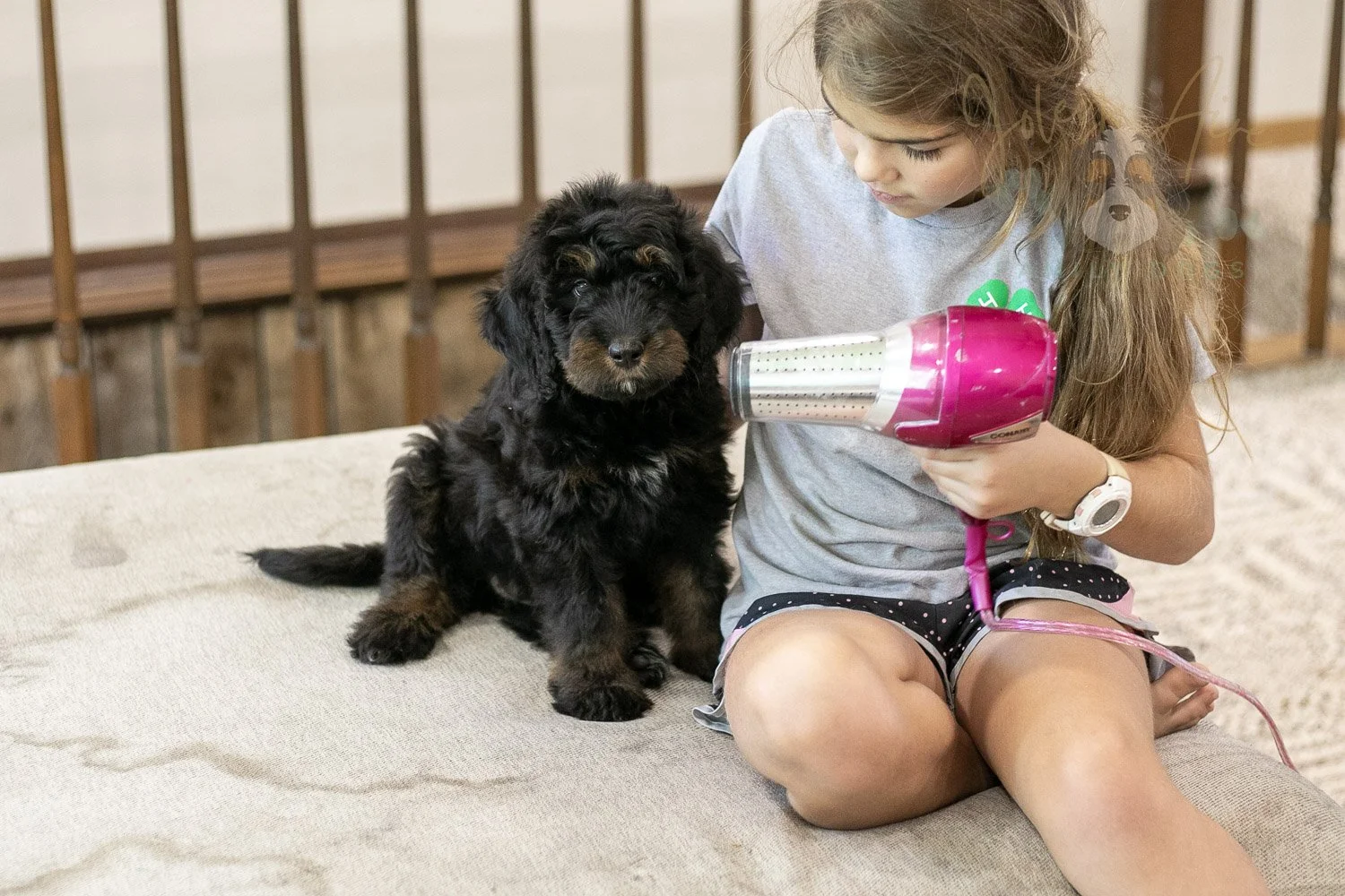 Olympic Bernedoodle Puppy-469.jpg