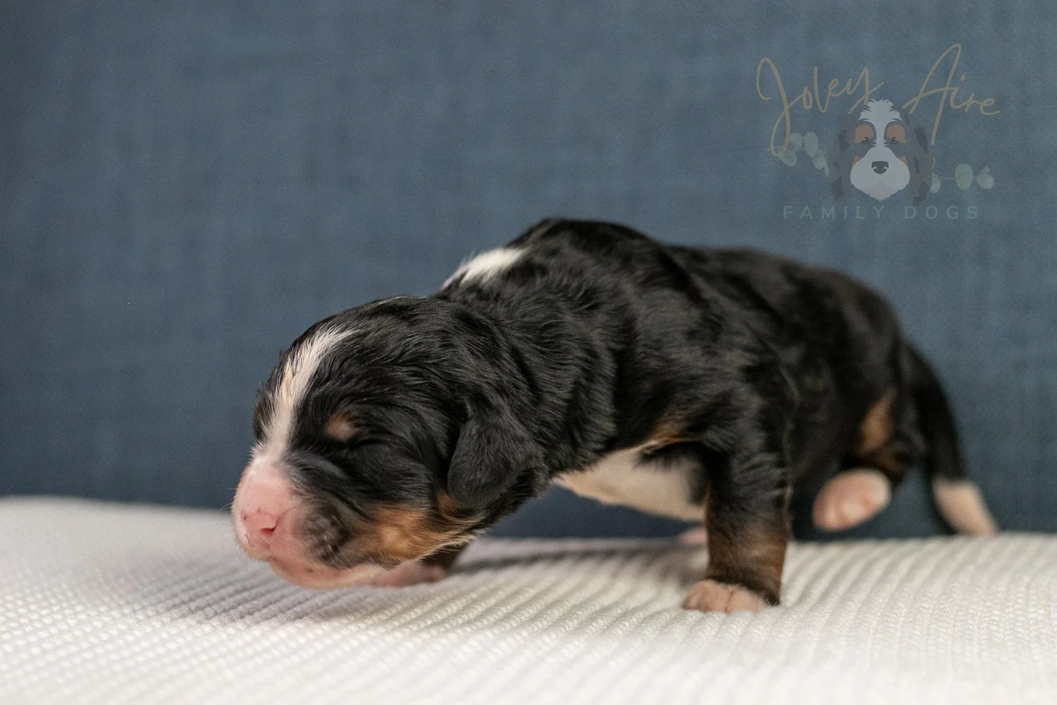 Ashley Bernedoodle Puppy-28.jpg