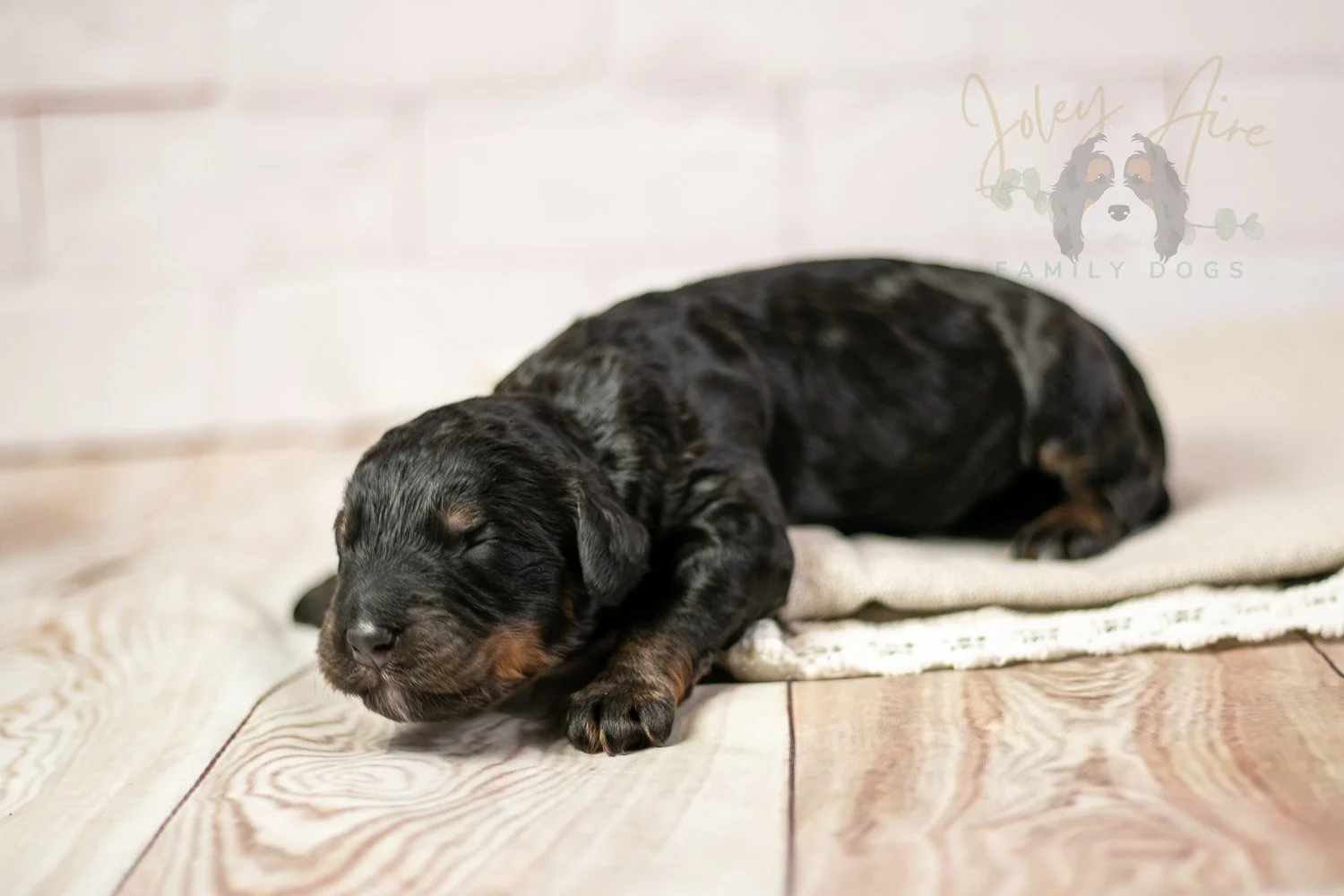 Acadia Bernedoodle Puppy-146.jpg