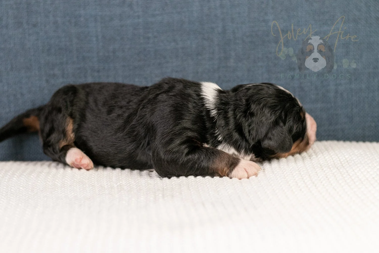 Ashley Bernedoodle Puppy-21.jpg