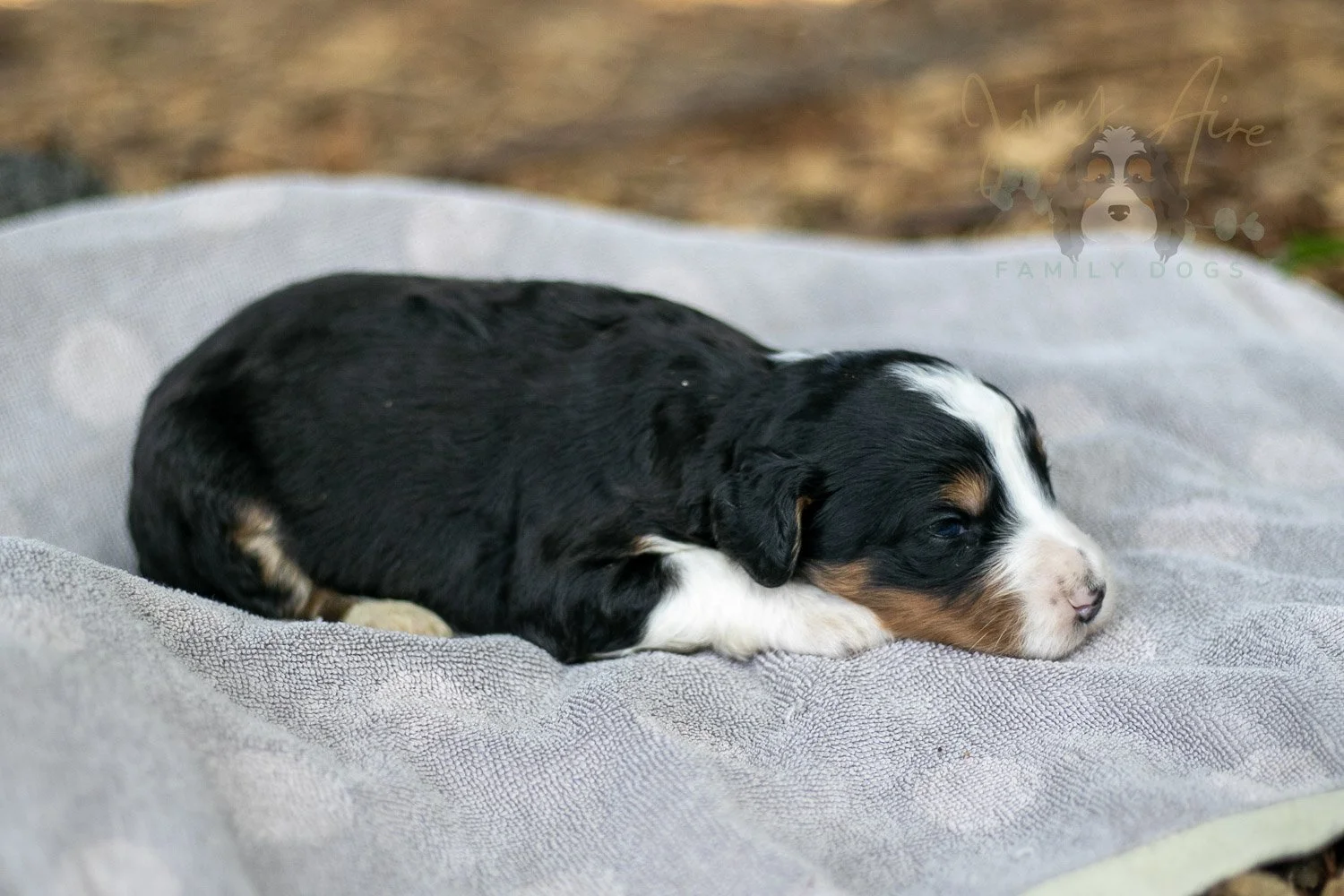 Zion Bernedoodle Puppy-87.jpg