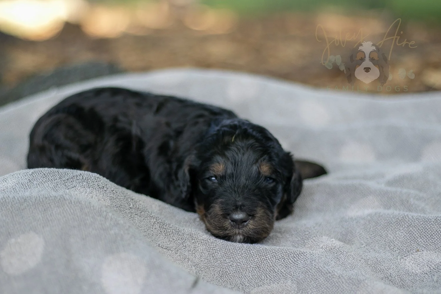 Acadia Bernedoodle Puppy-83.jpg