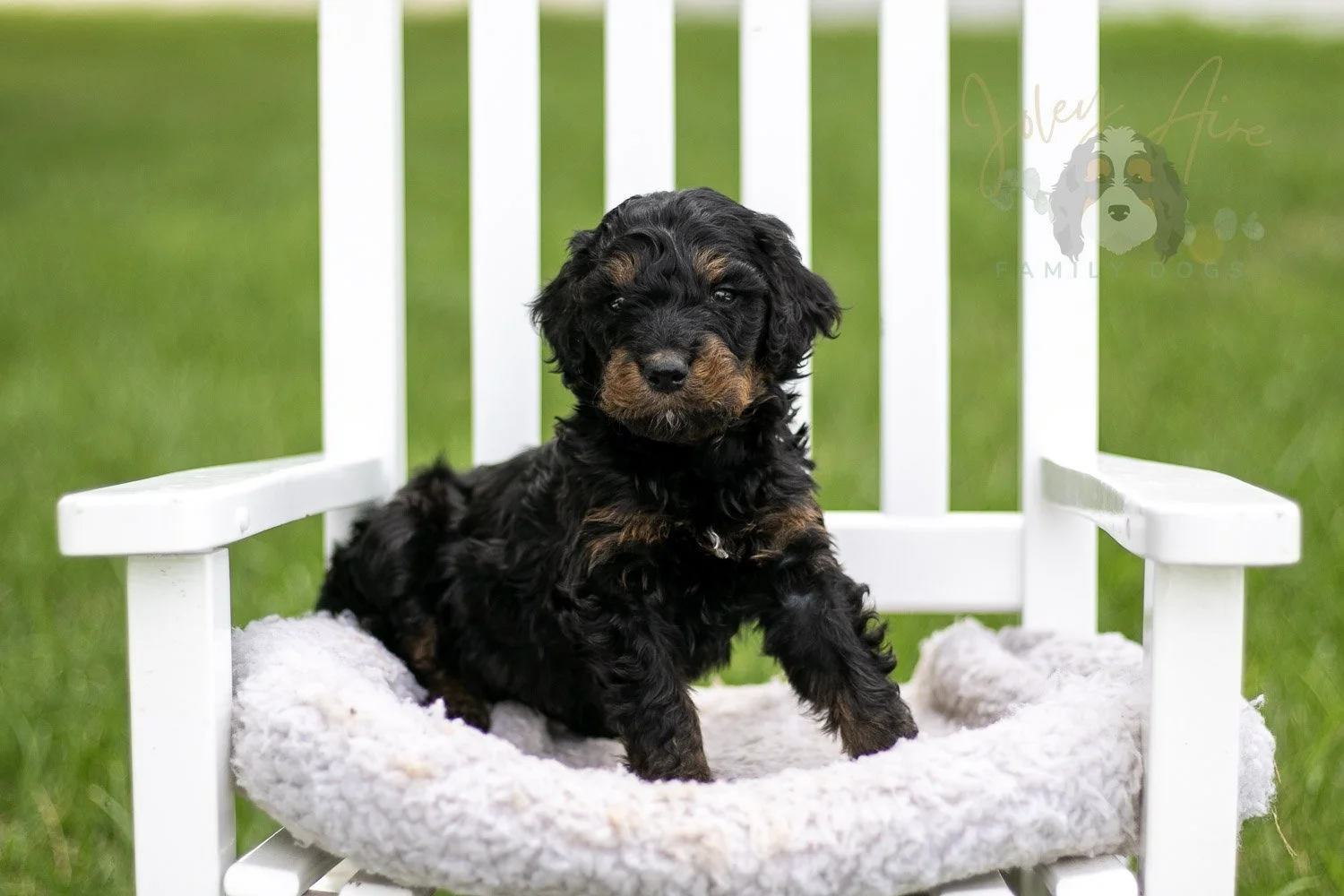 Bryce Bernedoodle Puppy-803.jpg