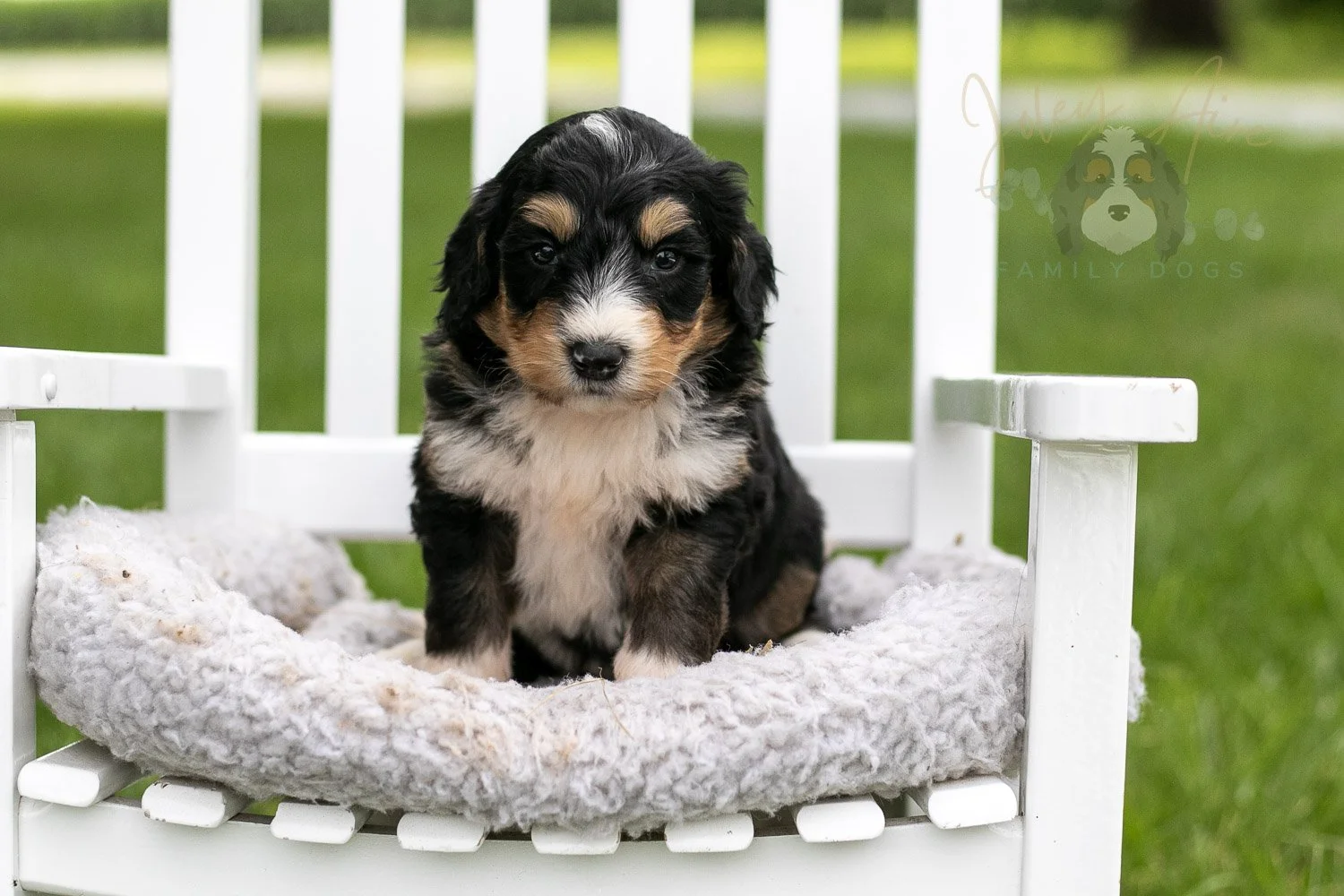 Walter Shirley Bernedoodle Puppy-884.jpg