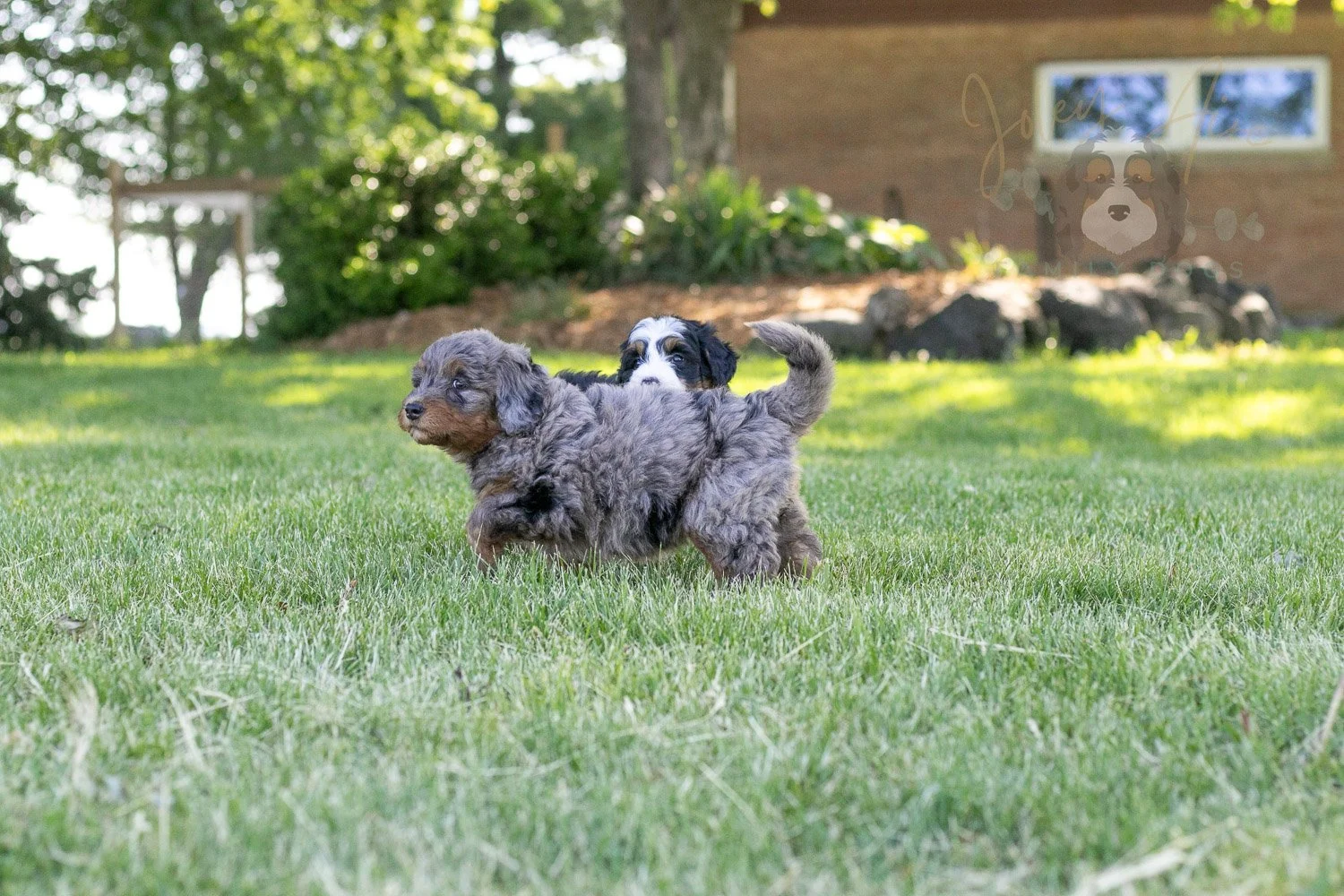 Flute Bernedoodle Puppy-24.jpg