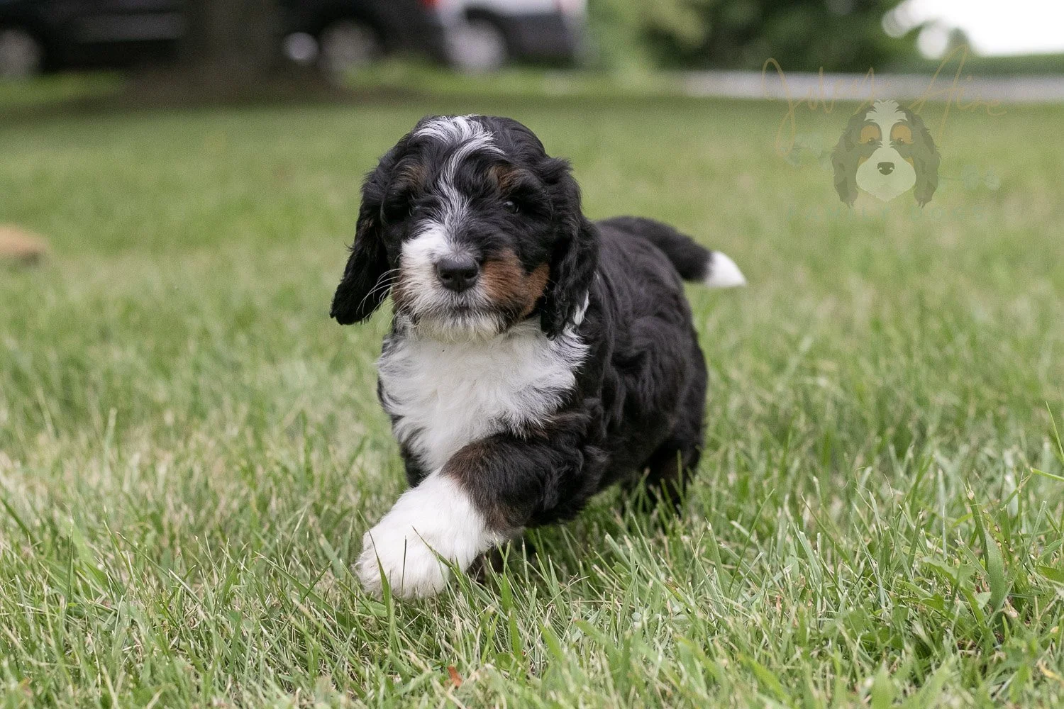 Yosemite Bernedoodle Puppy-10.jpg