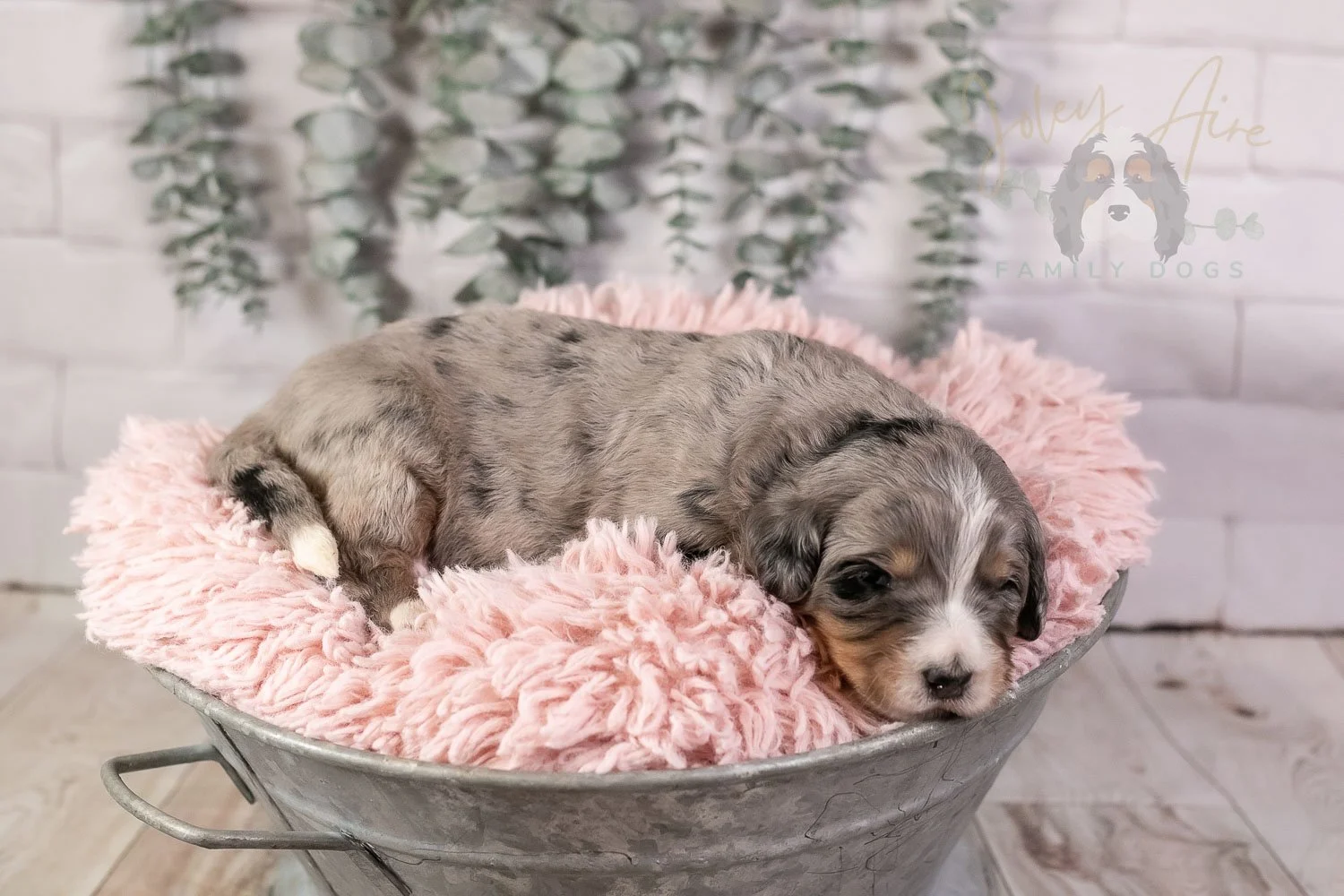 Drum Bernedoodle Puppy-21.jpg