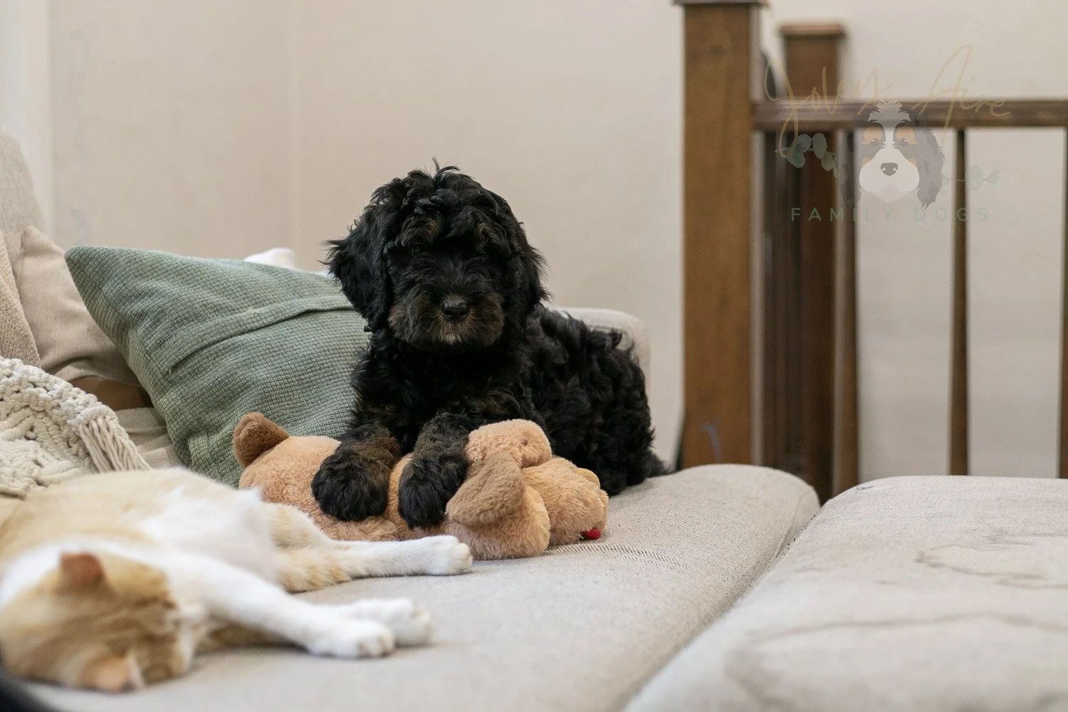 Acadia Bernedoodle Puppy-494.jpg