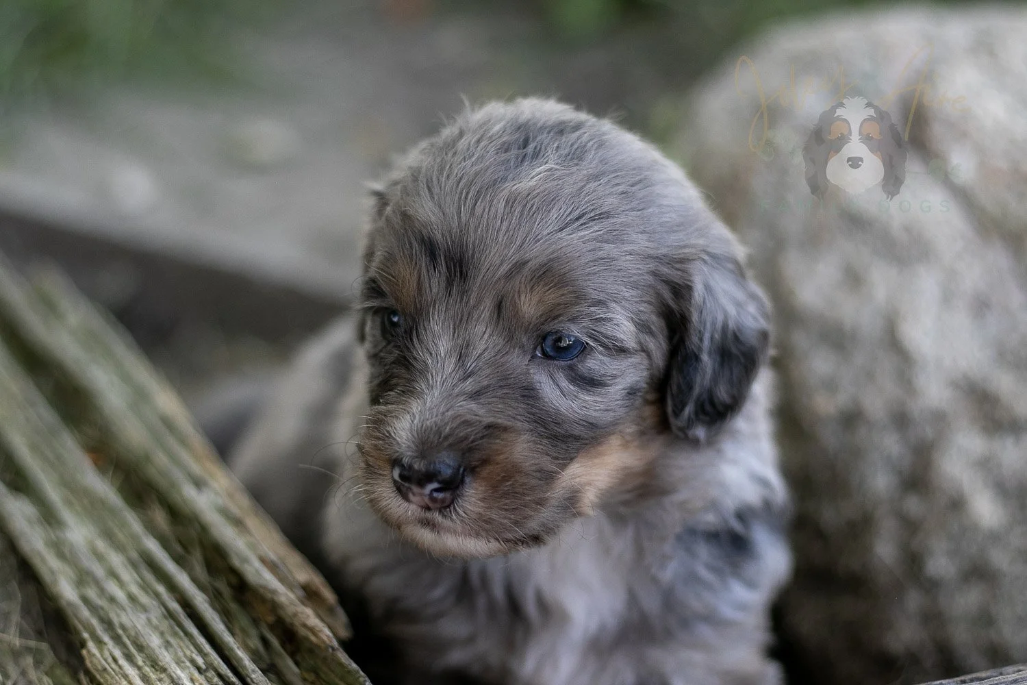 Matthew Cuthbert Bernedoodle Puppy-607.jpg