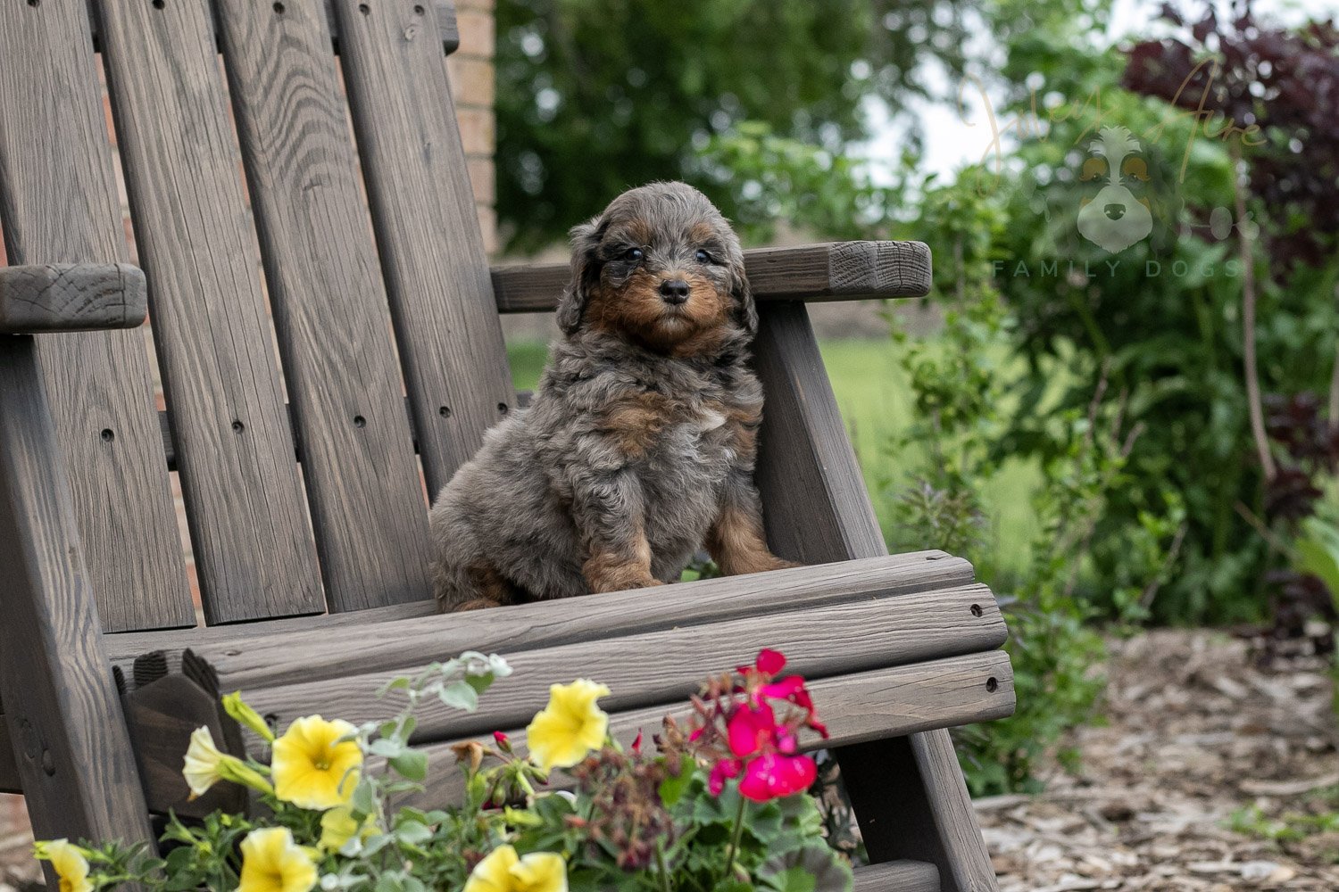 Flute Bernedoodle Puppy-15.jpg