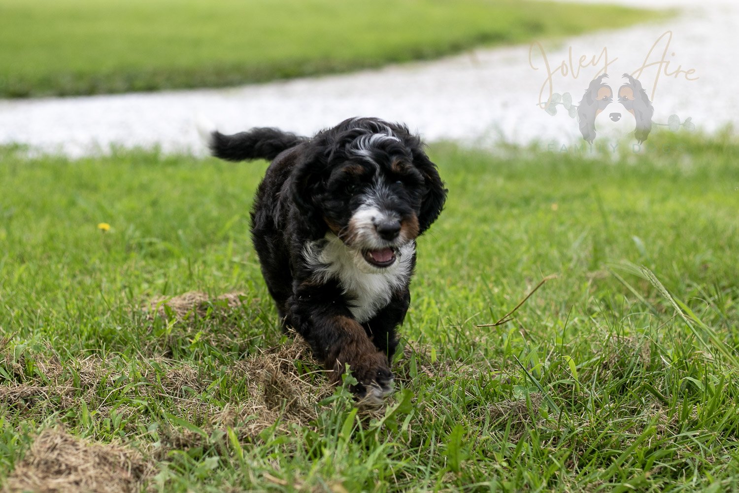 Yosemite Bernedoodle Puppy-80.jpg