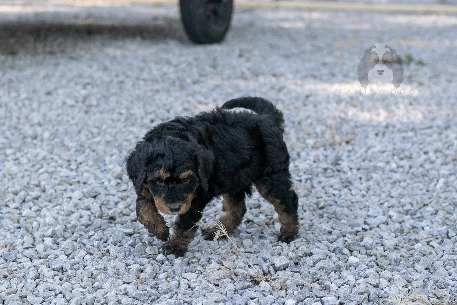 Banjo Bernedoodle Puppy-22.jpg