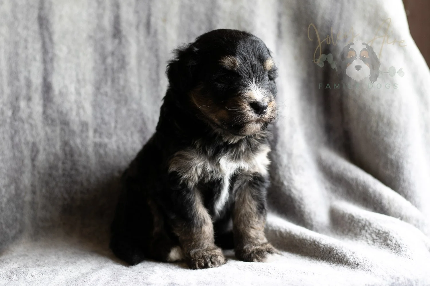 Da Vinci Bernedoodle Puppy-159.jpg