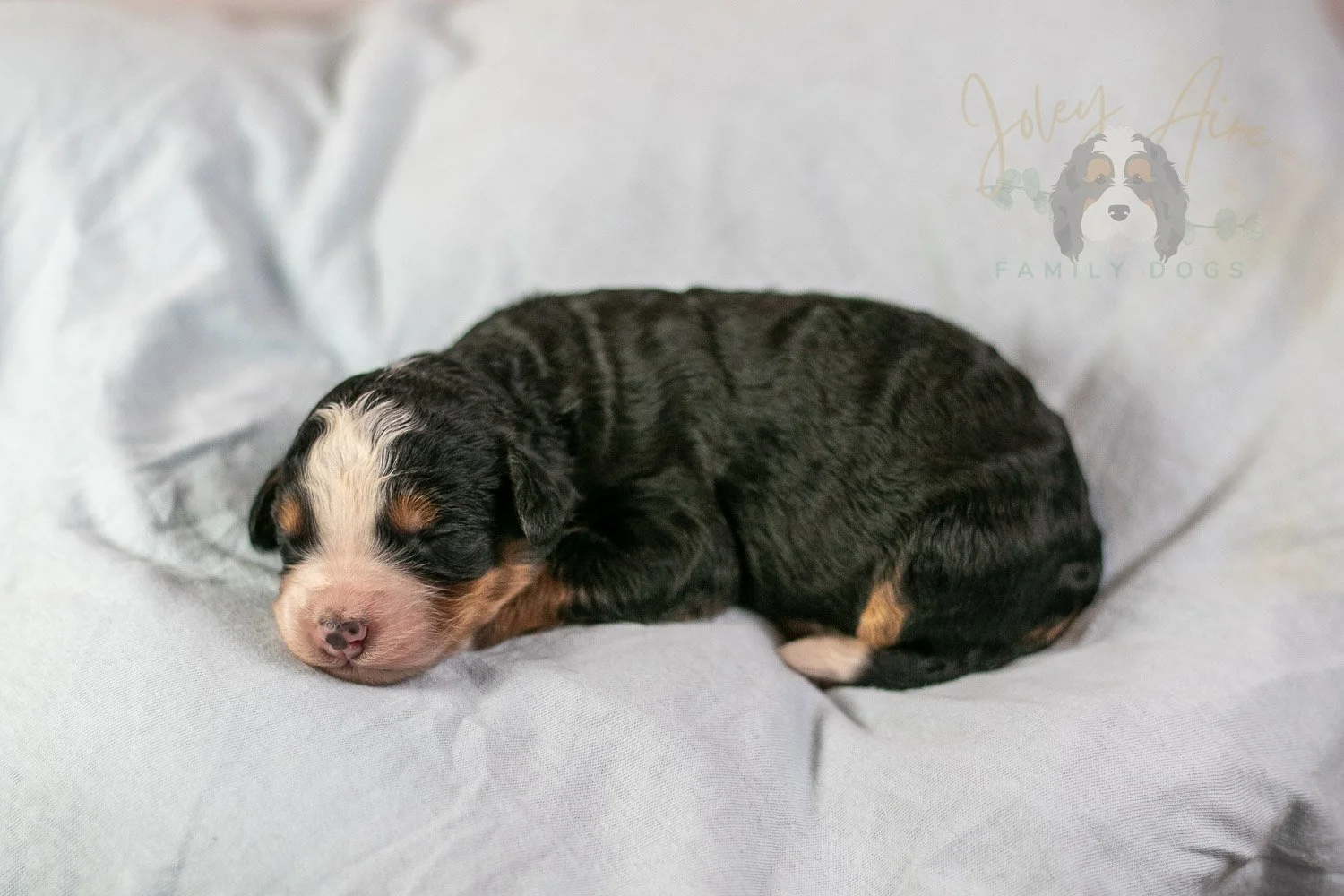 Anne Shirley Bernedoodle Puppy-23.jpg