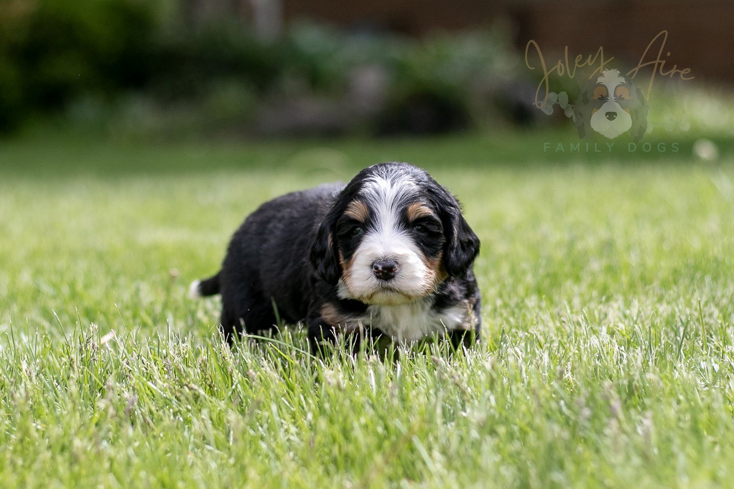 Trumpet Bernedoodle Puppy-32.jpg