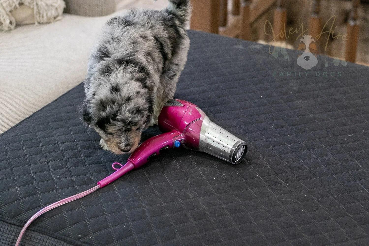 Mary Bernedoodle Puppy-312.jpg