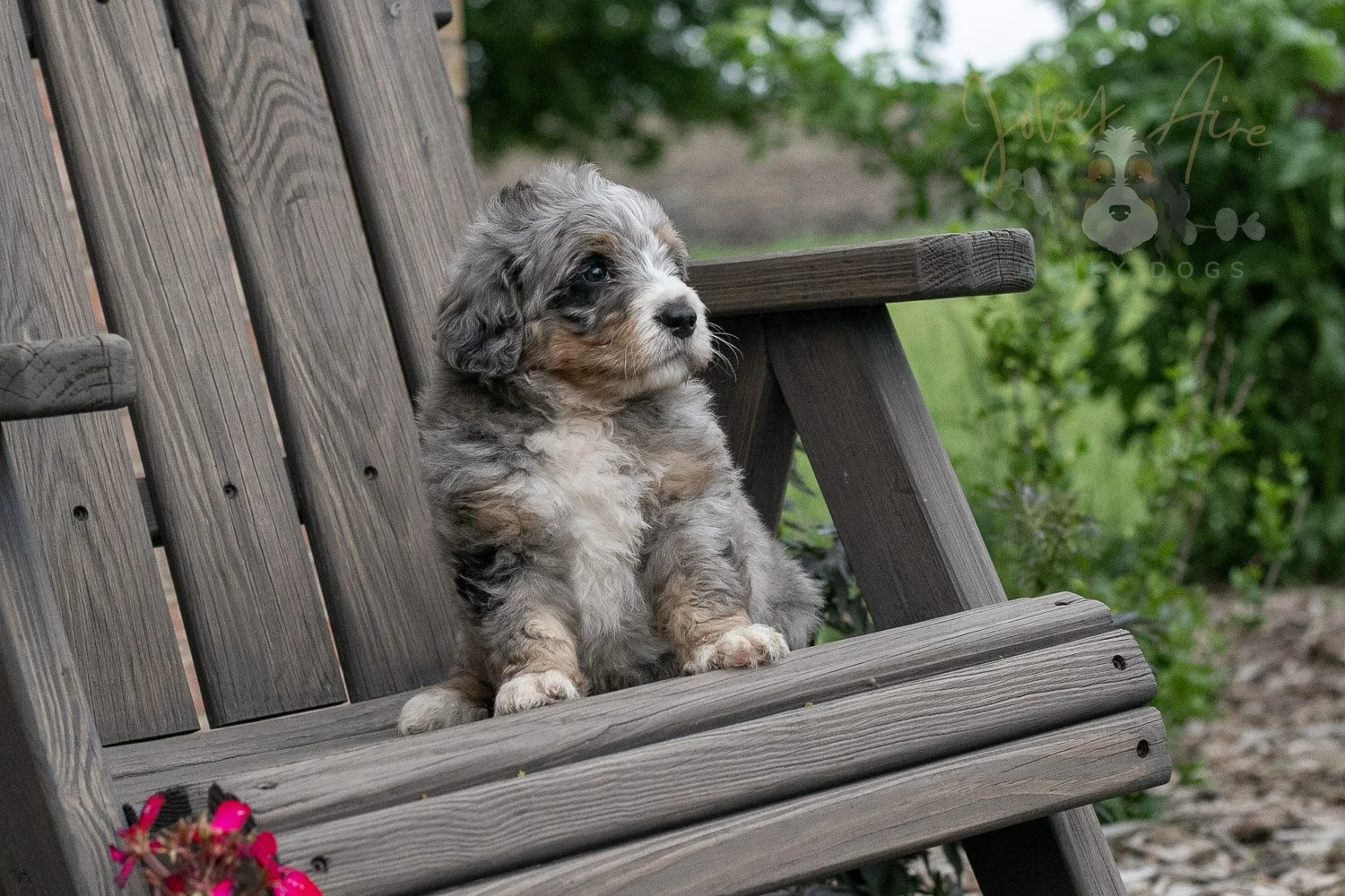 Drum Bernedoodle Puppy-4.jpg