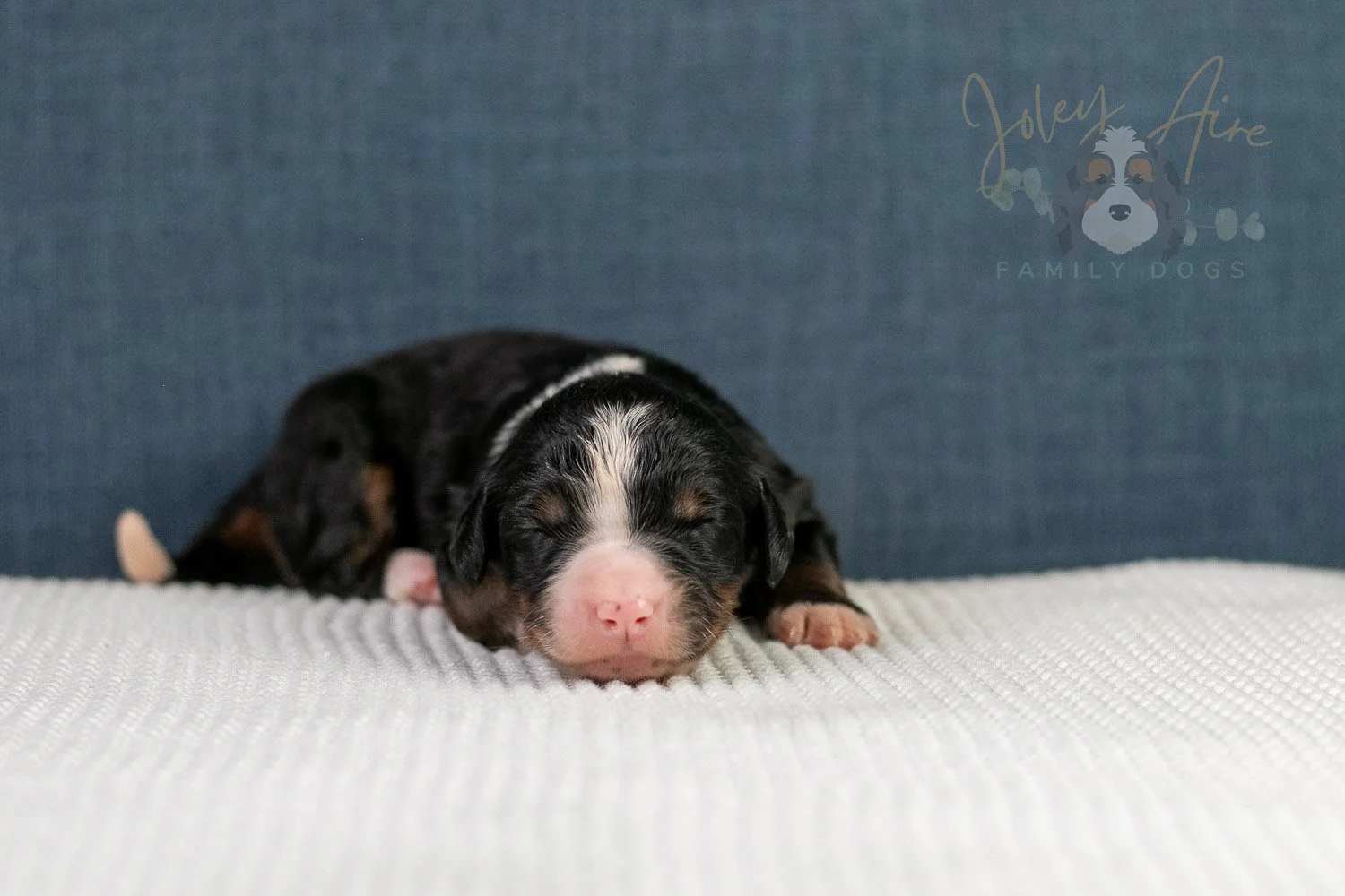 Ashley Bernedoodle Puppy-17.jpg