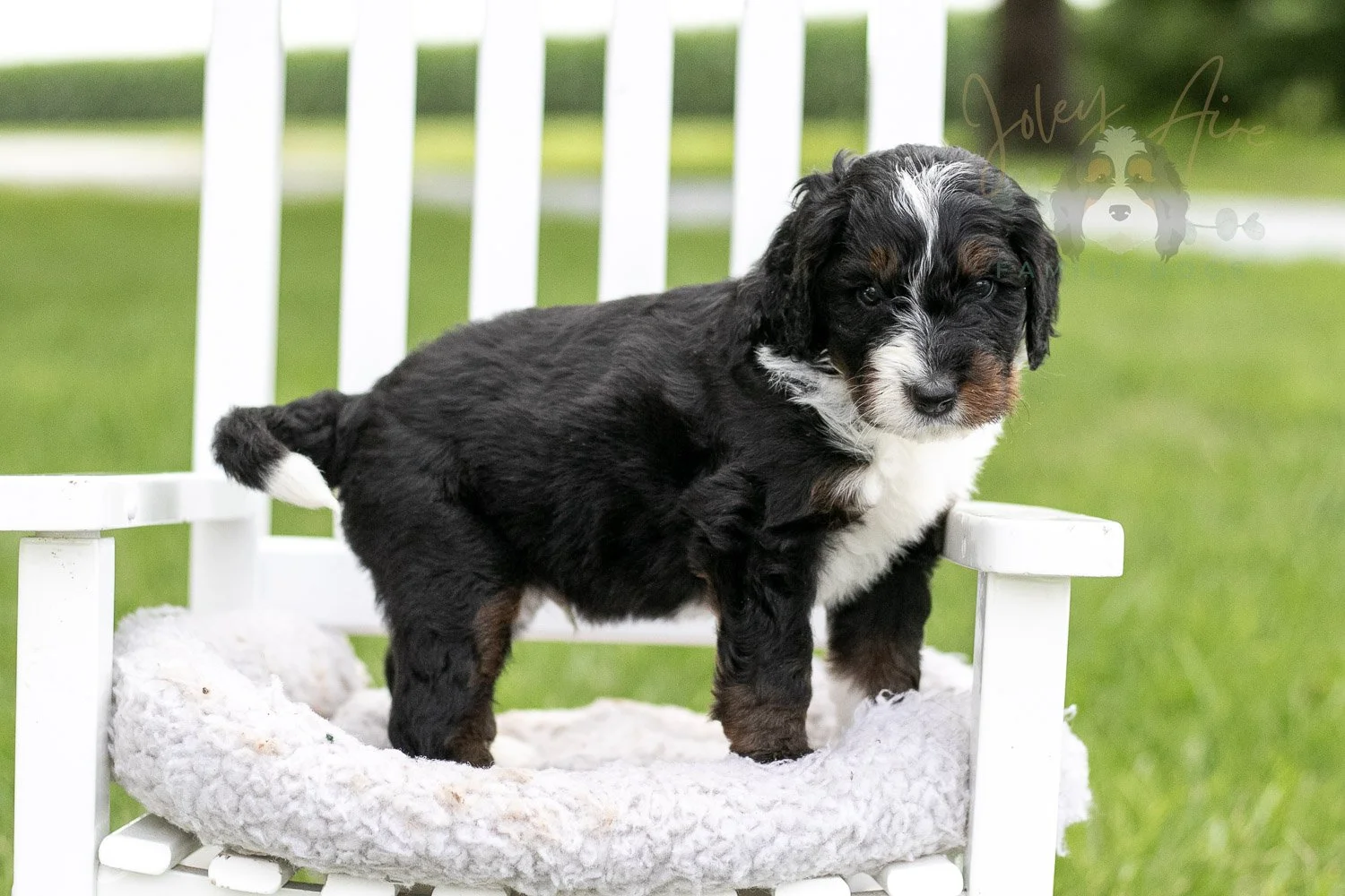 Yosemite Bernedoodle Puppy-975.jpg