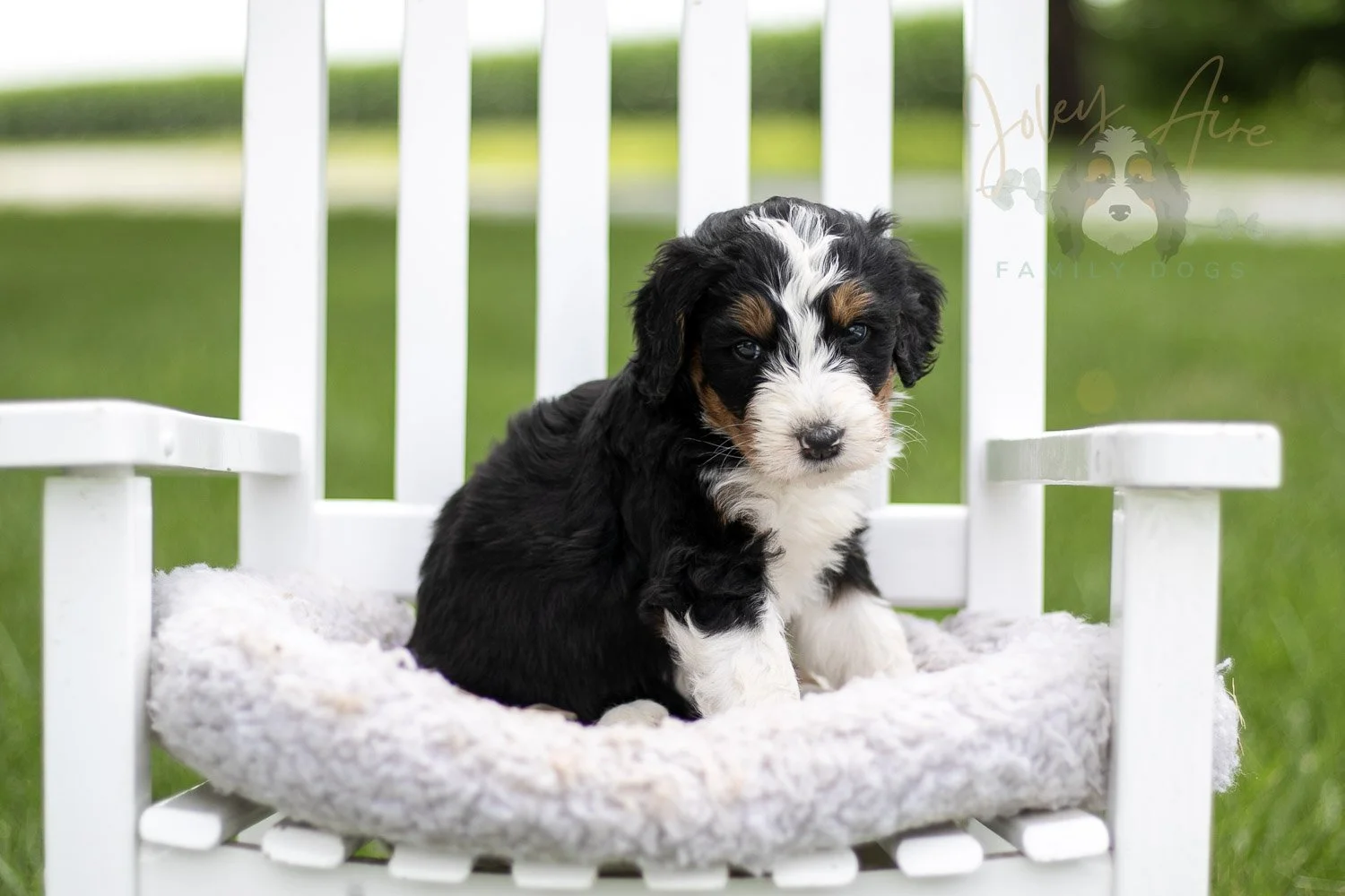 Zion Bernedoodle Puppy-810.jpg
