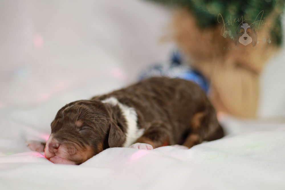 Chestnut Bernedoodle Puppy-11.jpg