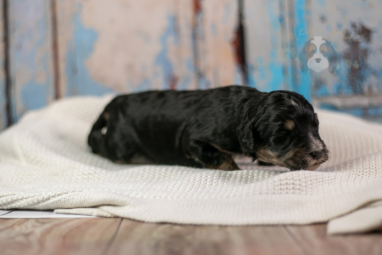 Georgia Bernedoodle Puppy-245.jpg